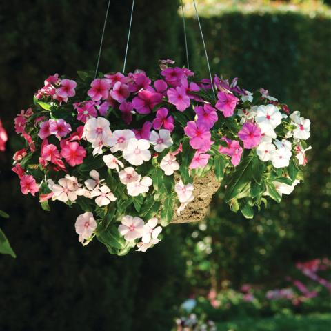 Каскадна Винка трио в кошница ф19см, снимка 2 - Пролетни балконски цветя
