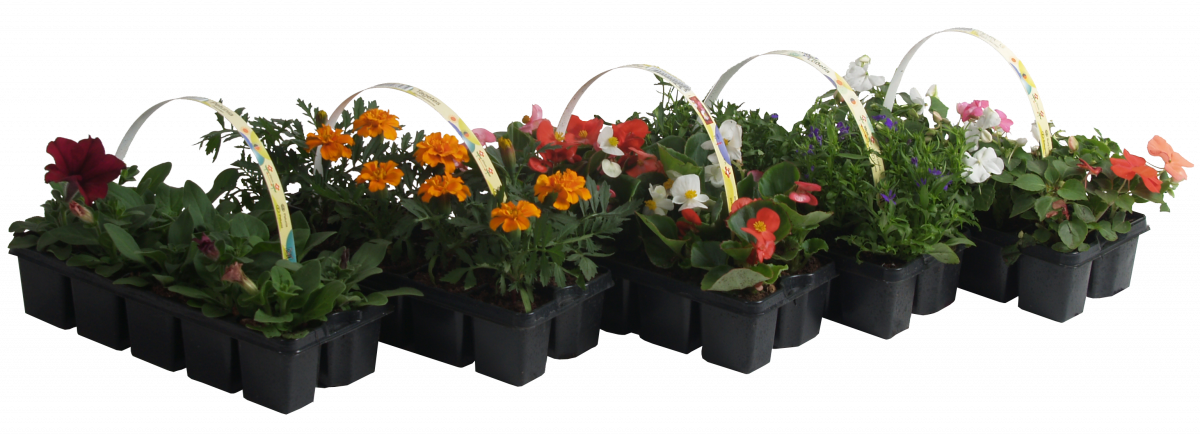 Разсад за цветя 10 броя - Пролетни балконски цветя