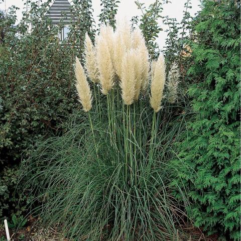 Пампаска трева /Кортадерия/ ф 12 см - Многогодишни перенни растения