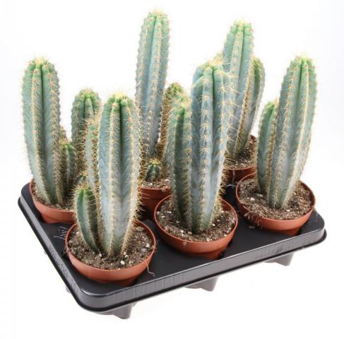 Кактус Ф12см, В.30см Pilosocereus azureus - Зеленолистни