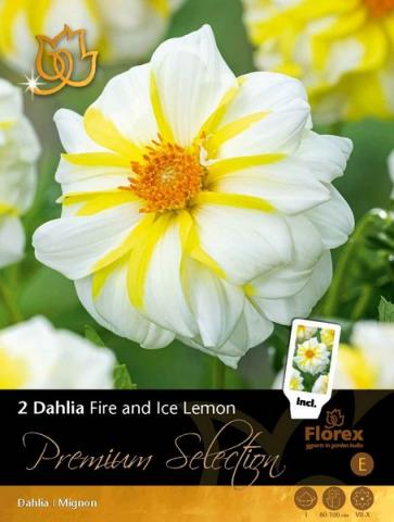 Луковици Premium Далия Fire and Ice Lemon 2бр - Далии