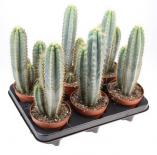 Кактус Ф12см, В.30см Pilosocereus azureus