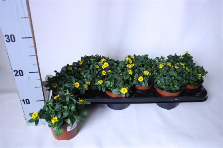 Санвиталия Yellow ф10.5см - Пролетни балконски цветя