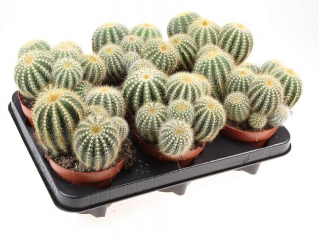 Кактус Ф12см, В.15см Notocactus Warassi - Зеленолистни