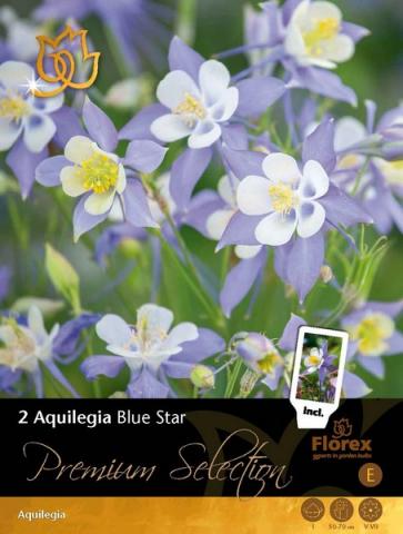 Луковици Кандилка PREMIUM Aquilegia Blue Star 2бр - Специалитети