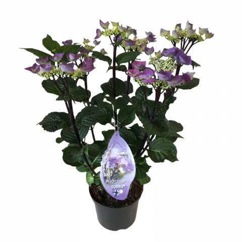 Хортензия Ф23см, H45-55см Zorro Blue - Пролетни балконски цветя