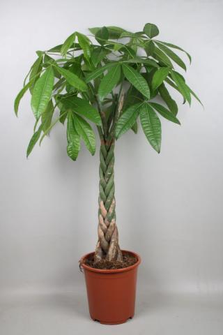 Пахира Акватика Ф27см, H140см - Големи растения