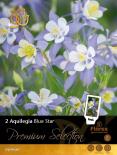 Луковици Кандилка PREMIUM Aquilegia Blue Star 2бр