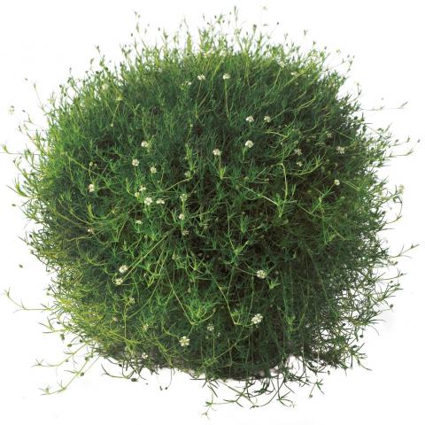 Сагина Ф10.5 см, снимка 2 - Многогодишни перенни растения