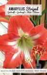 Луковици Амарилис Amaryllis Striped 1бр.