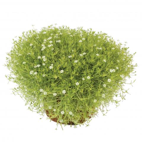 Сагина Ф10.5 см - Многогодишни перенни растения