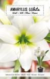 Луковици Амарилис Amaryllis White 1бр.