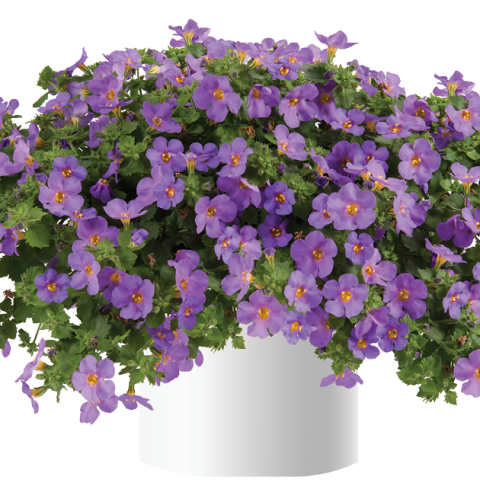 Бакопа С 10.5 - Пролетни балконски цветя